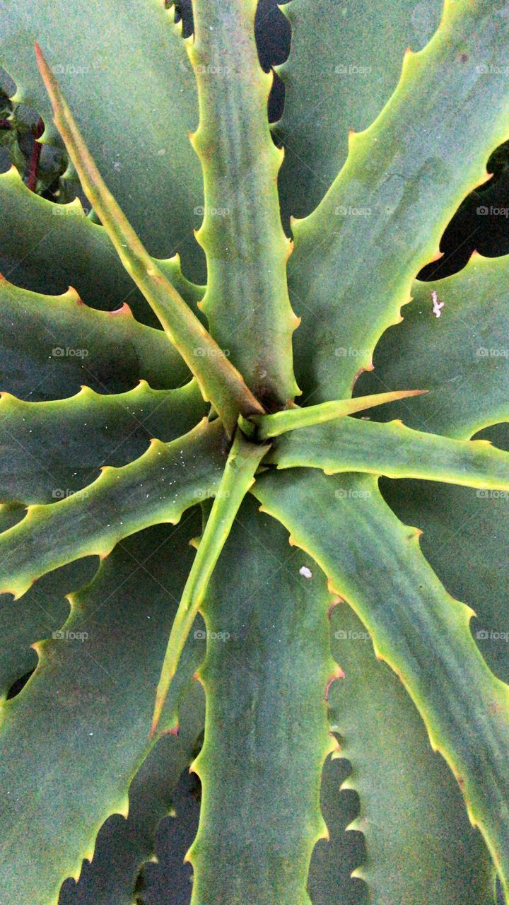 Spikey plant 