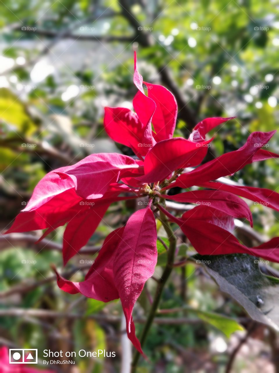 when leaves become red ........ that deserve a click.....