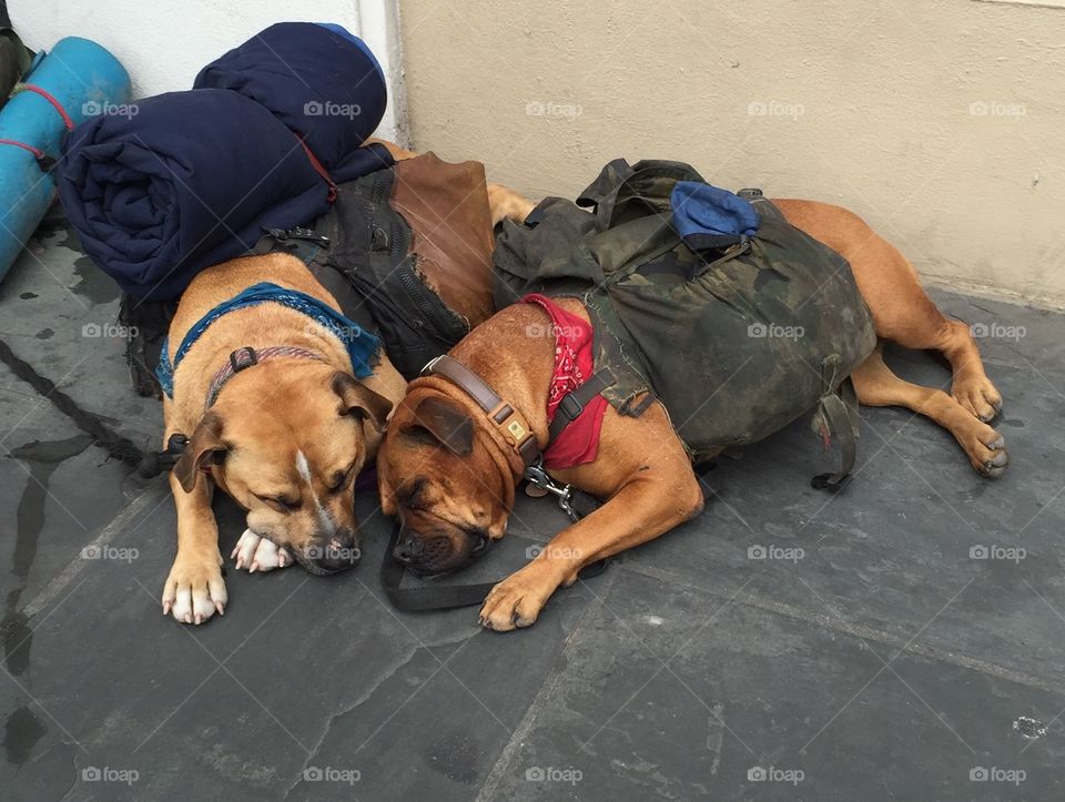 Sleepy canine companions in the streets of New Orleans. 
