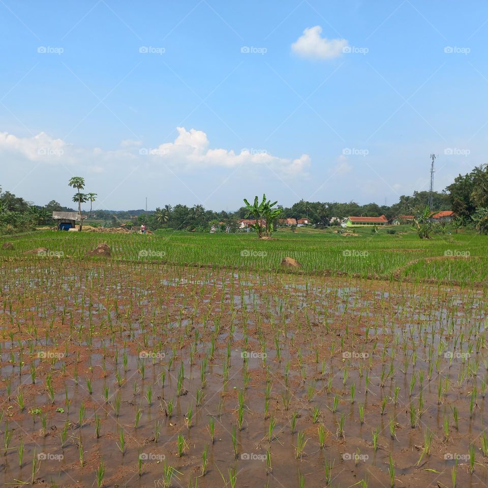 Views of rice fields with beautiful natural surroundings