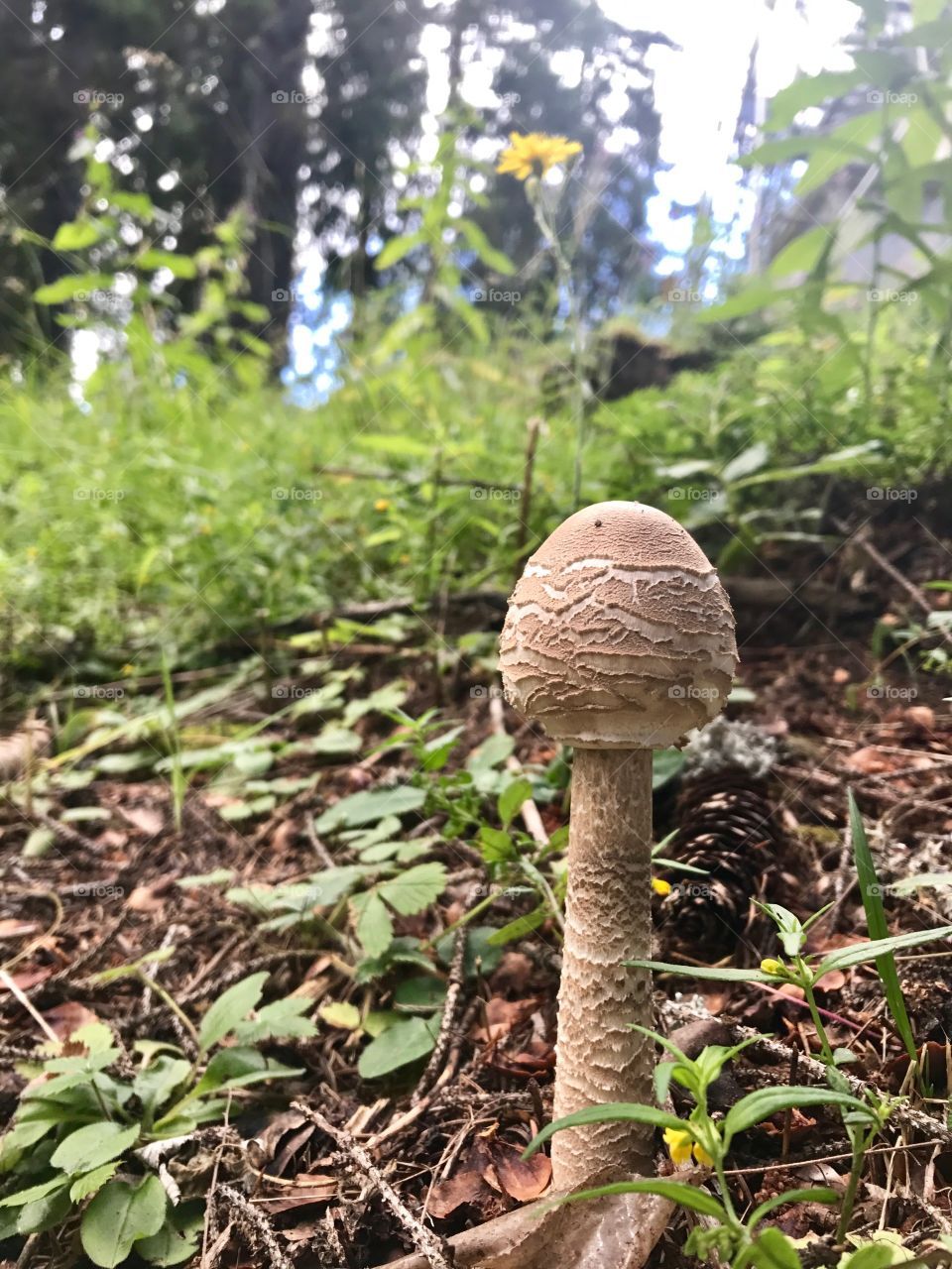 Mushroom 