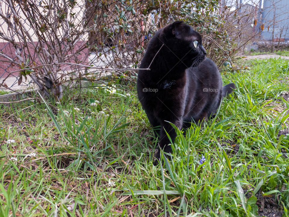 A domestic cat went for a walk.