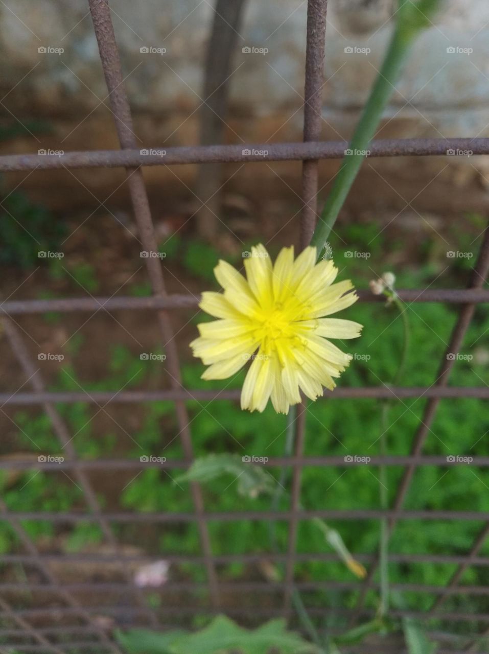 yellow flower seasonal fresh shurb small size looks very beautiful generally found everywhere seasonal