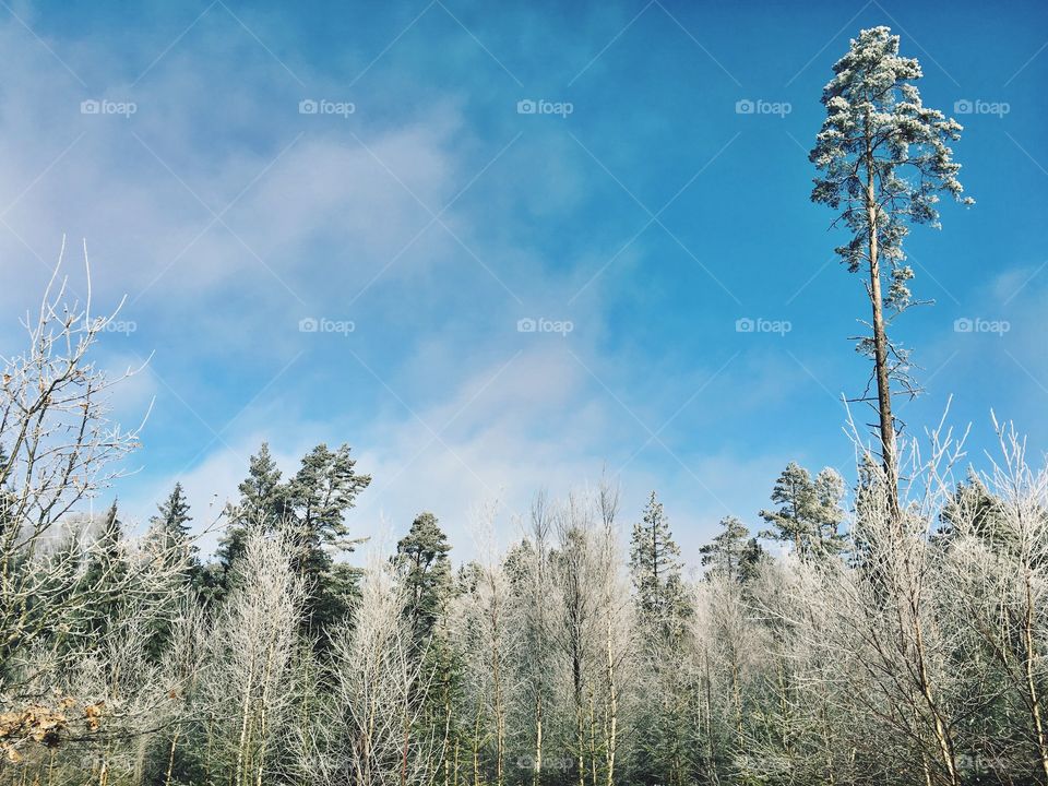 Winter landscape frozen trees