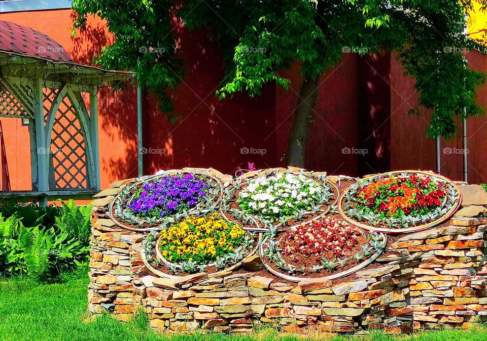 Nature. Plants. On a flower bed made of stone, there are five rings of five colors of blooming flowers, denoting the Olympic Games.