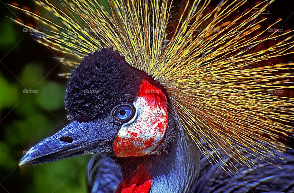 Facial portrait of a Grey Crowned Crane.