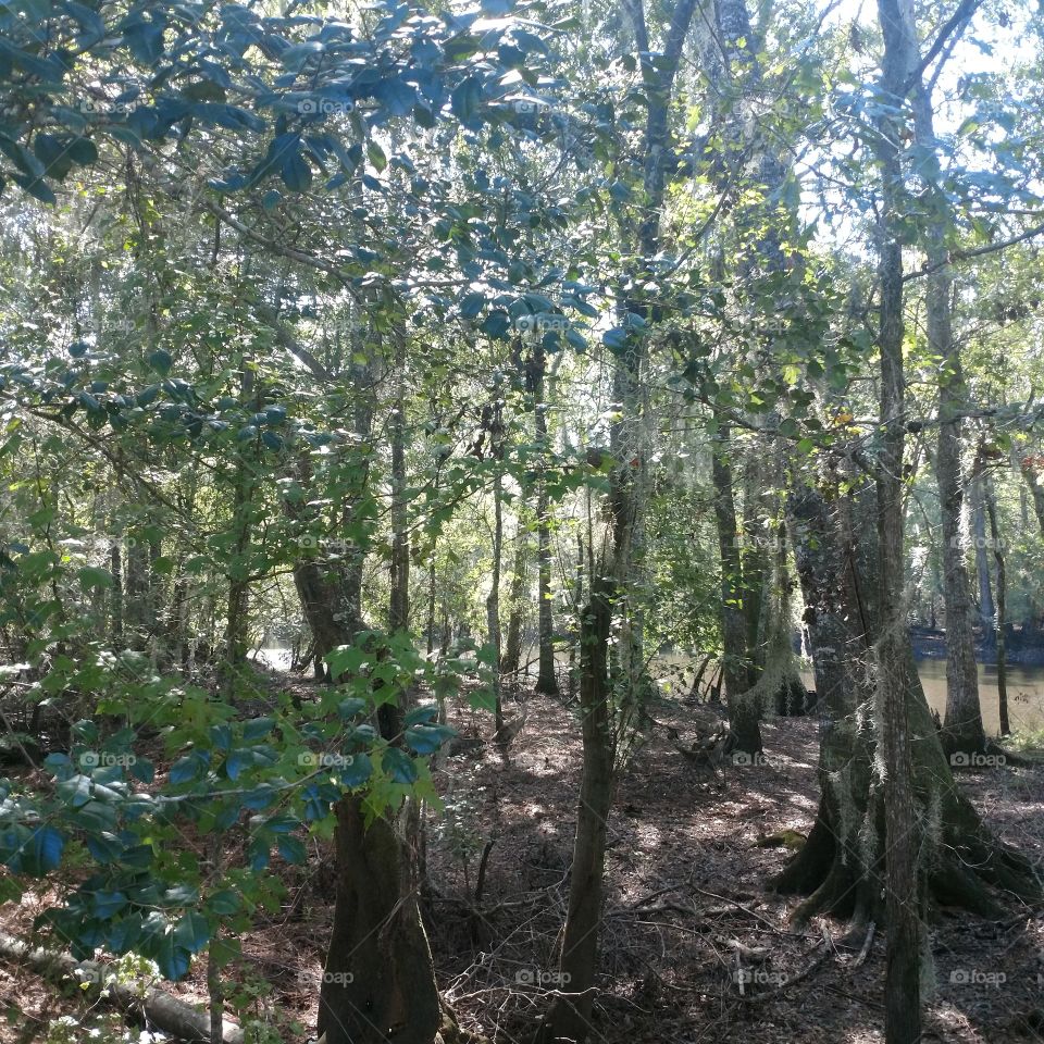 Cypress tree and river nature at it's best