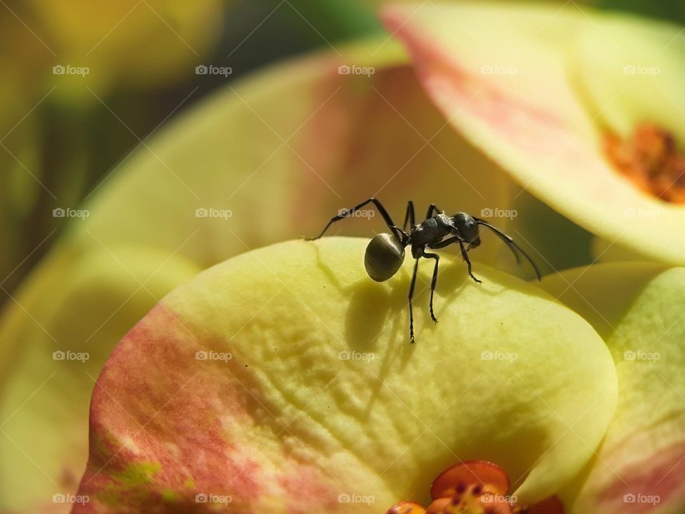 a black ant on a petal of crown flowers...