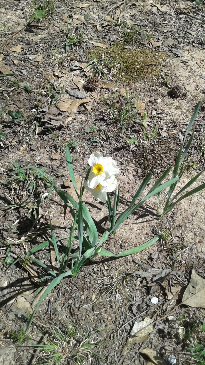 Teacup Daffodils