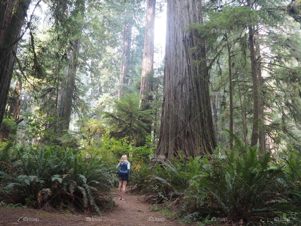 Redwood trees 