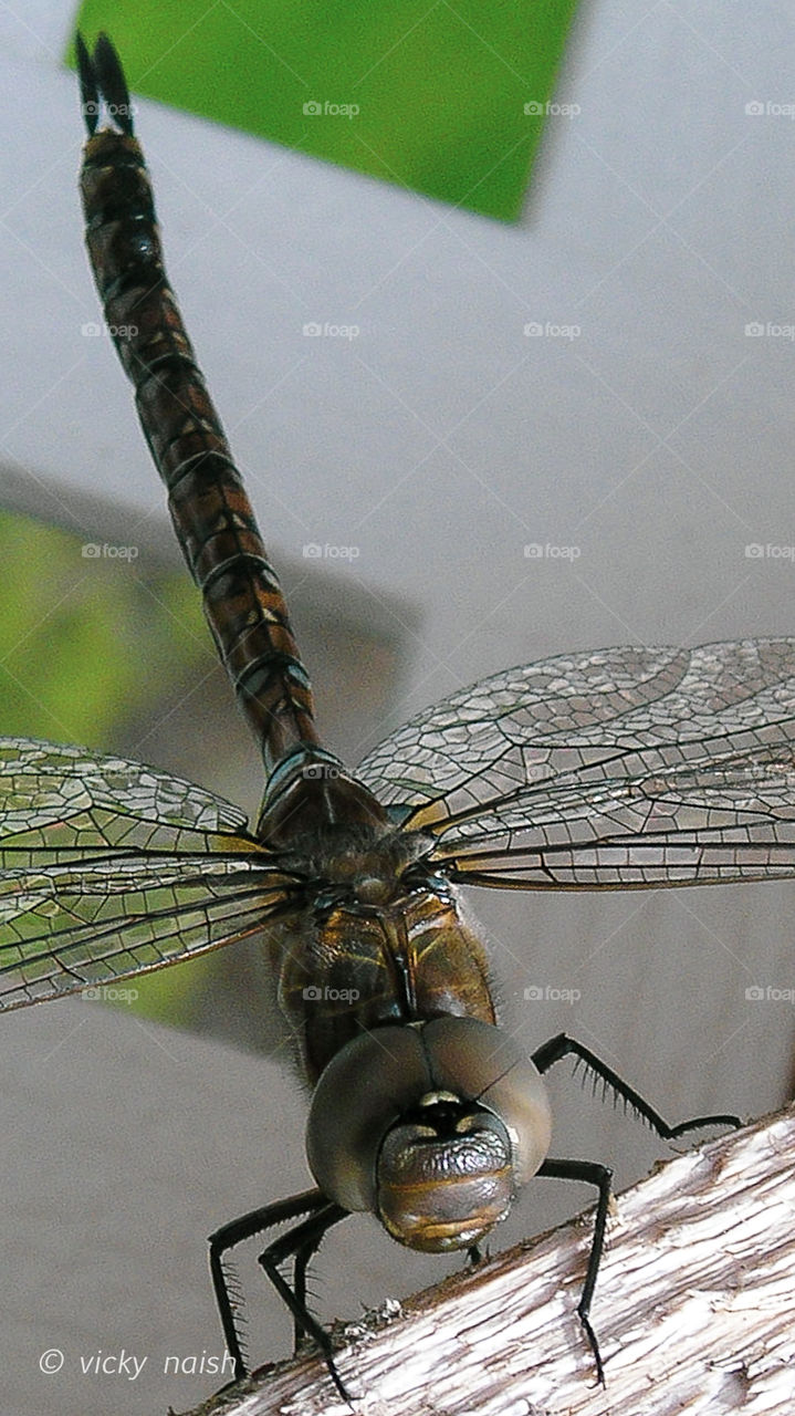 Closeup of an amazingly detailed dragonfly from features like the segmented body, stained glass wings, 2 compound eyes with 10-30 thousand photoreceptors & 3 simple eyes between the large ones. Nature is wondrous! And yes, I LOVE bugs! ❤️