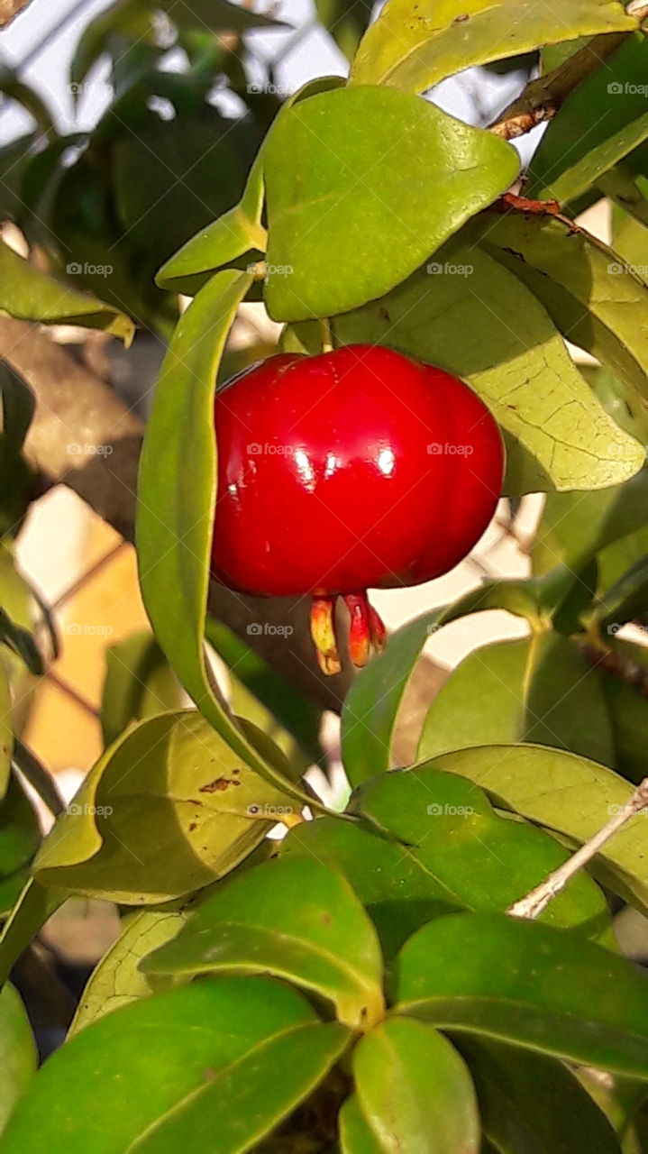 Leaf, Nature, Fruit, No Person, Tree