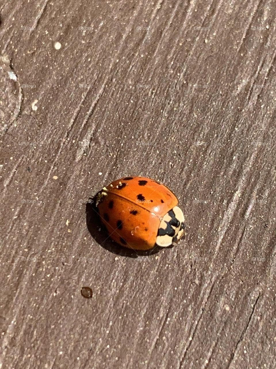 Is it a ladybug or a man bug? 
