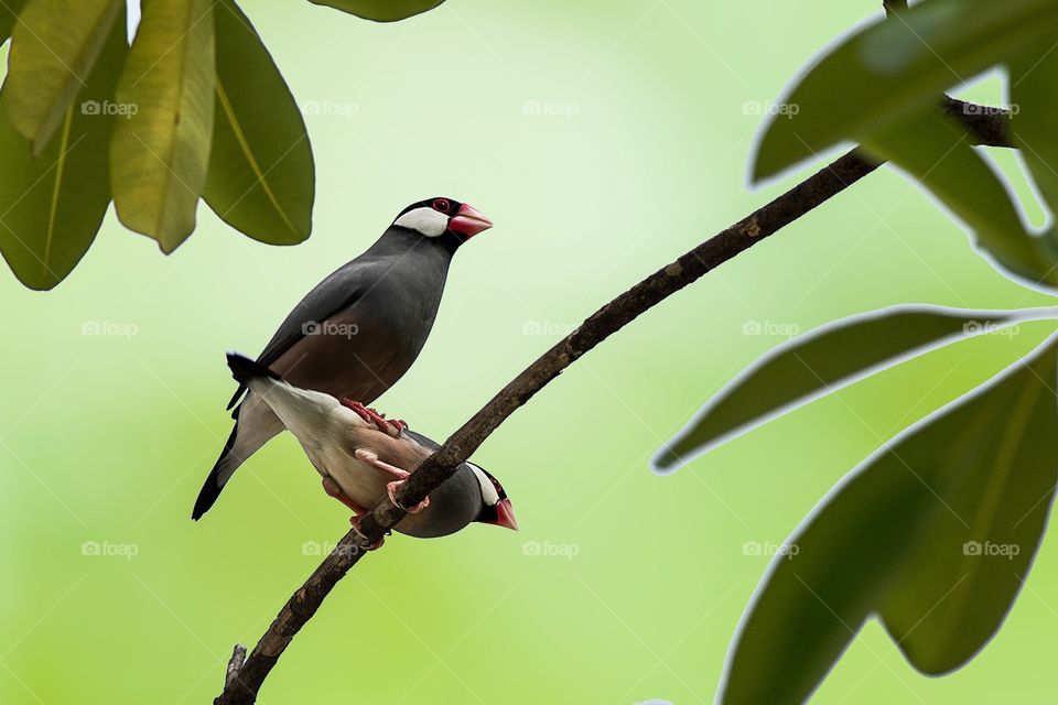 Java Sparrow 