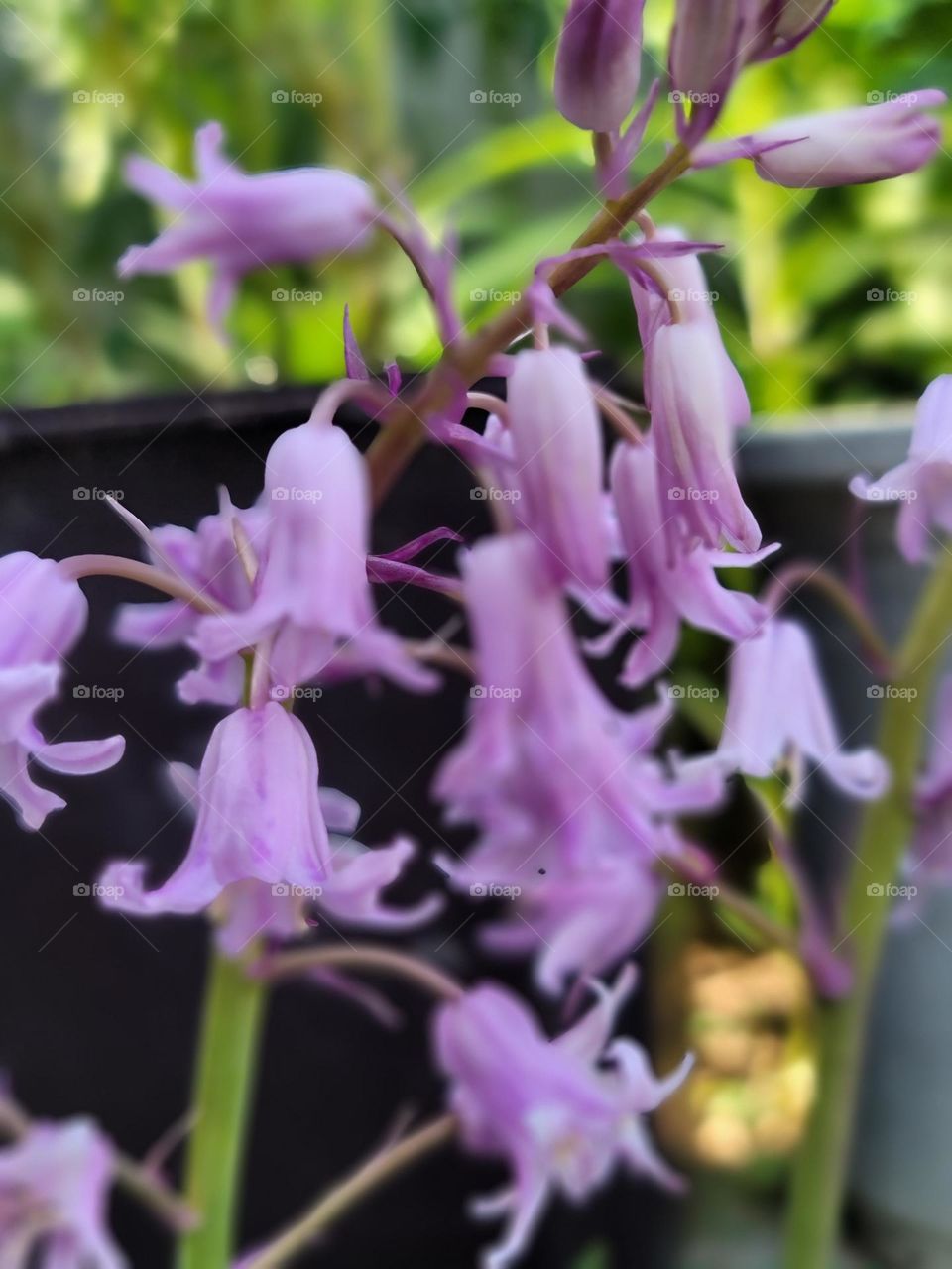 Spring paints the world in vivid hues. Soft pink cherry blossoms, tender green leaves, sunny yellow daffodils, and sky-blue clear days blend into a breathtakingly beautiful palette.