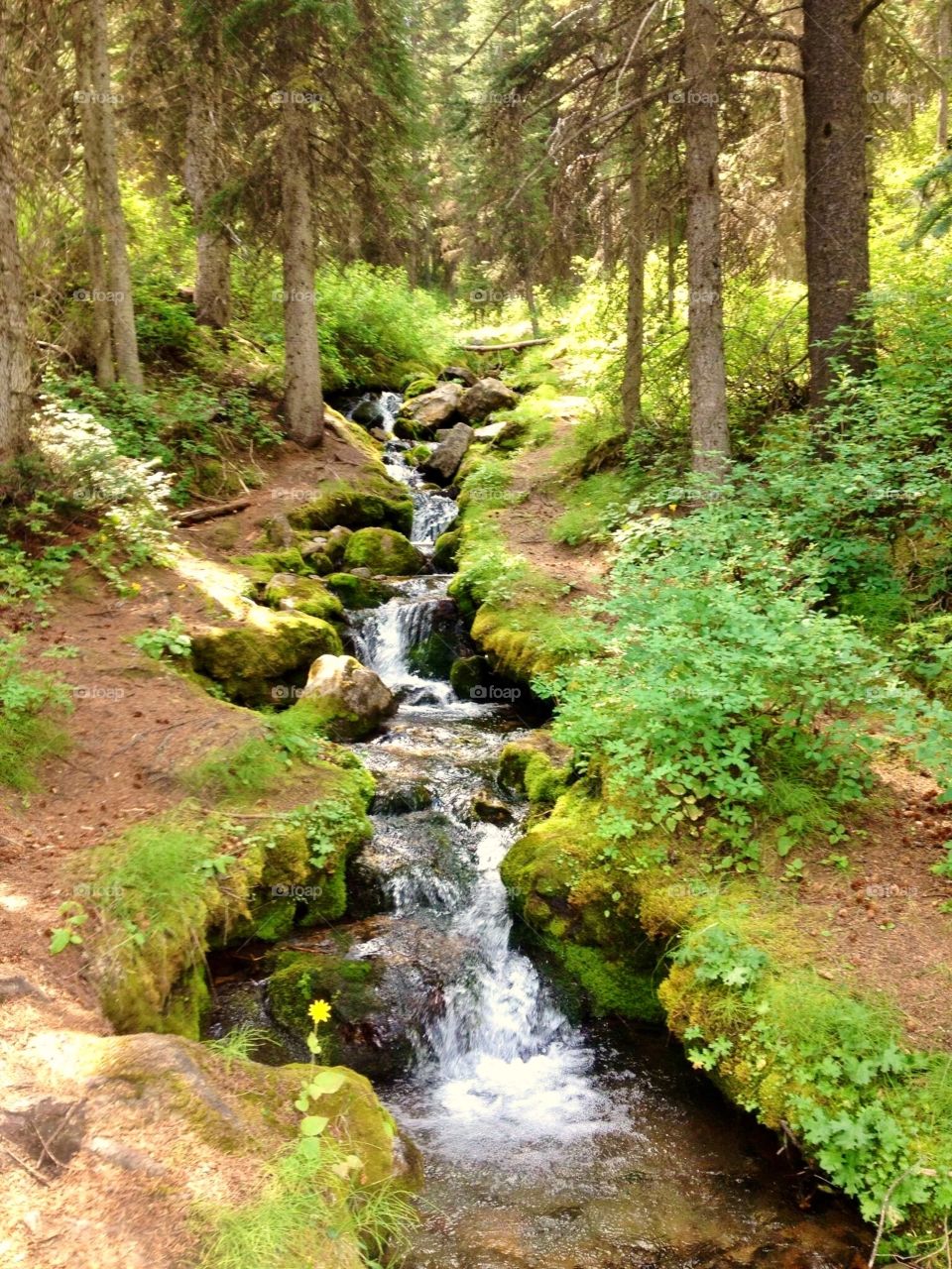 Waterfall stream through the forest