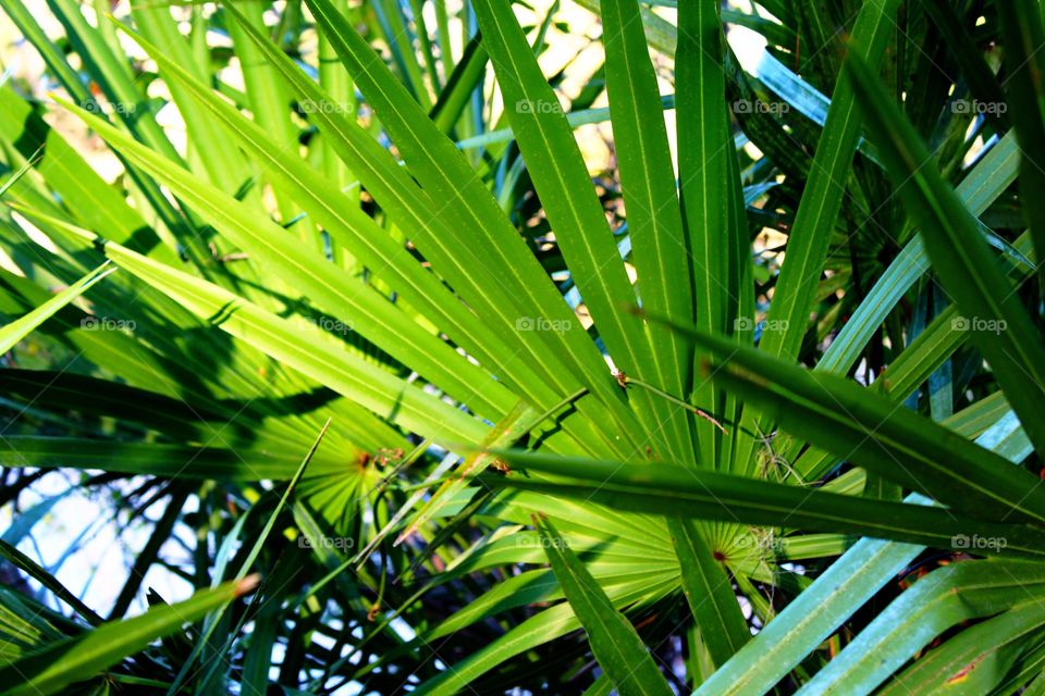 Close-up of palm leaves