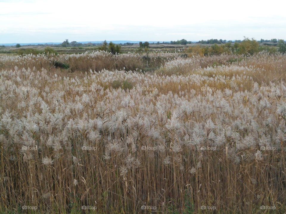 Reed in Camargue in Arles in France