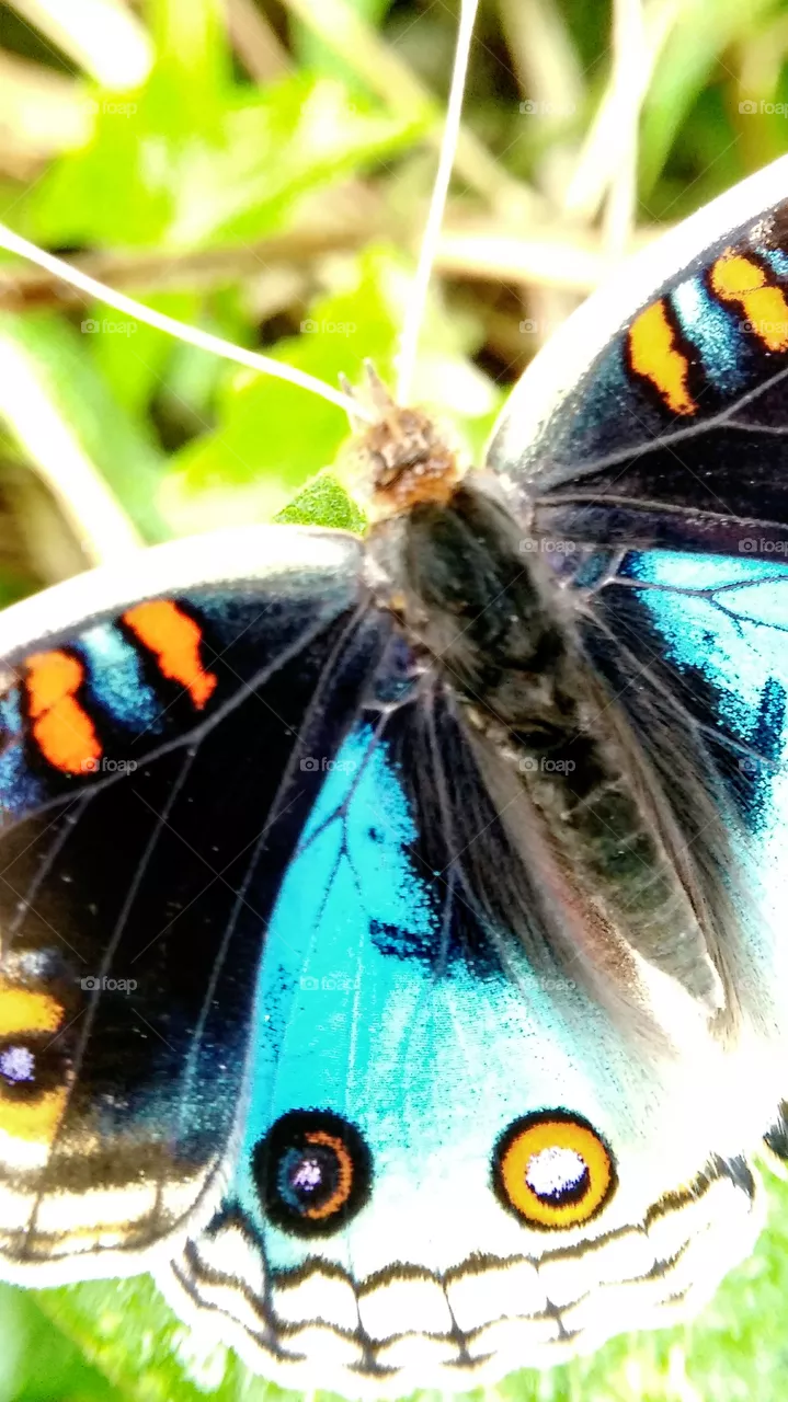 butterfly