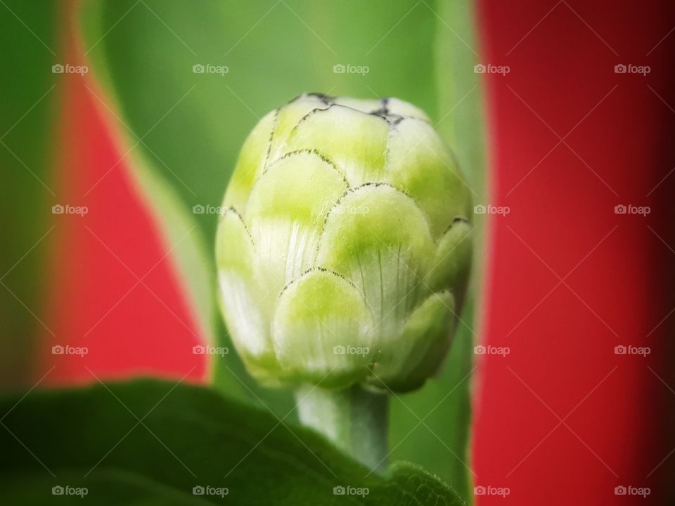 bud