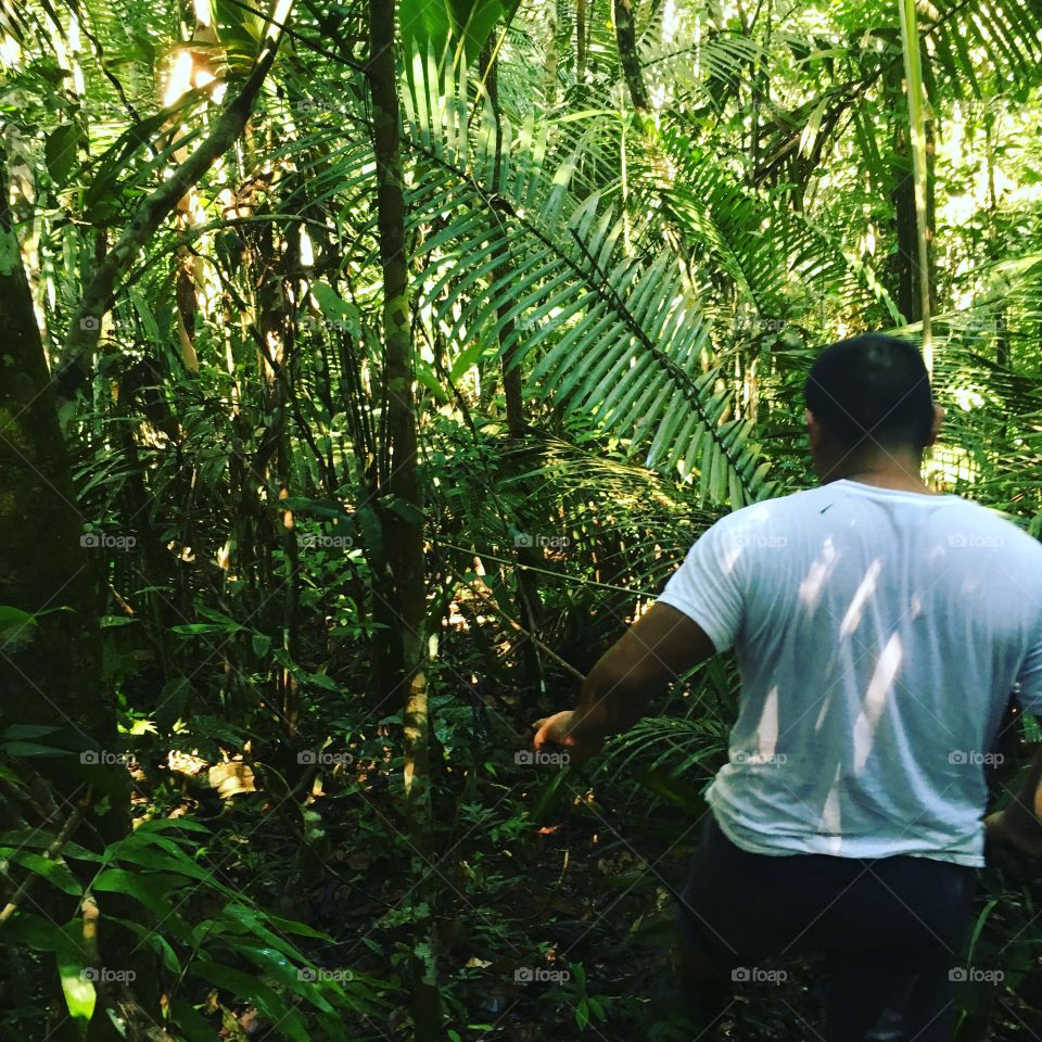 Wondering into the Amazon rainforest.