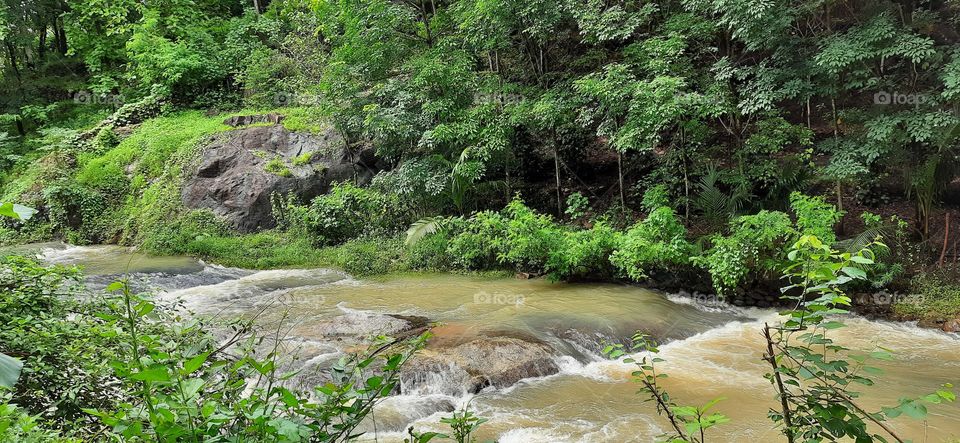 Running water in forest zone