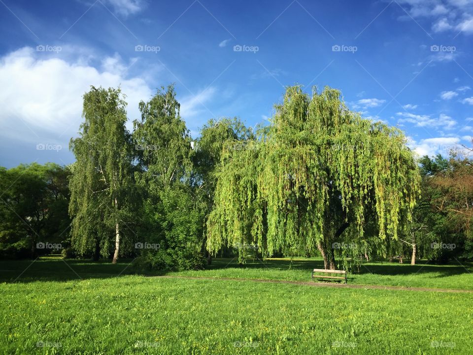 Empty bench at park