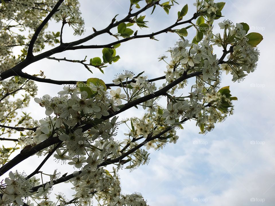 Tree, Branch, Flower, Nature, Cherry