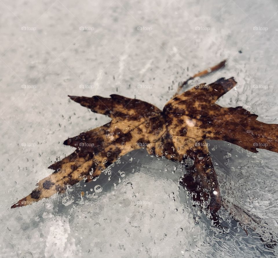 The leaves are falling. Everywhere. This one has been trapped in a water dish, and has frozen in time. 