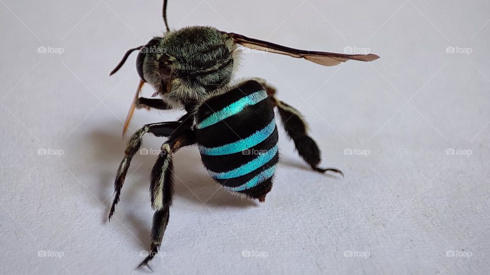 blue stripped bees