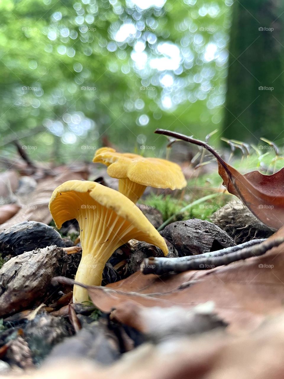 The gold in the forest, amongst leaves. Yellow mushrooms that taste delicious in the fall. 
