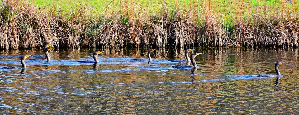 Cormorants swimming 