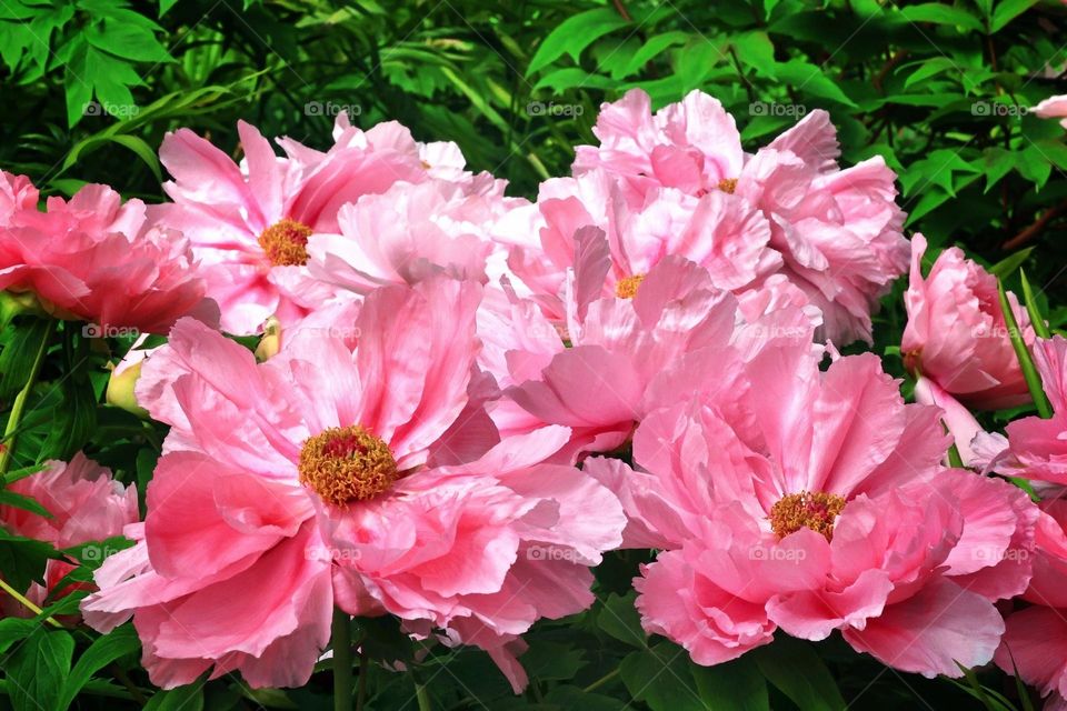 Beautiful flowers in bloom