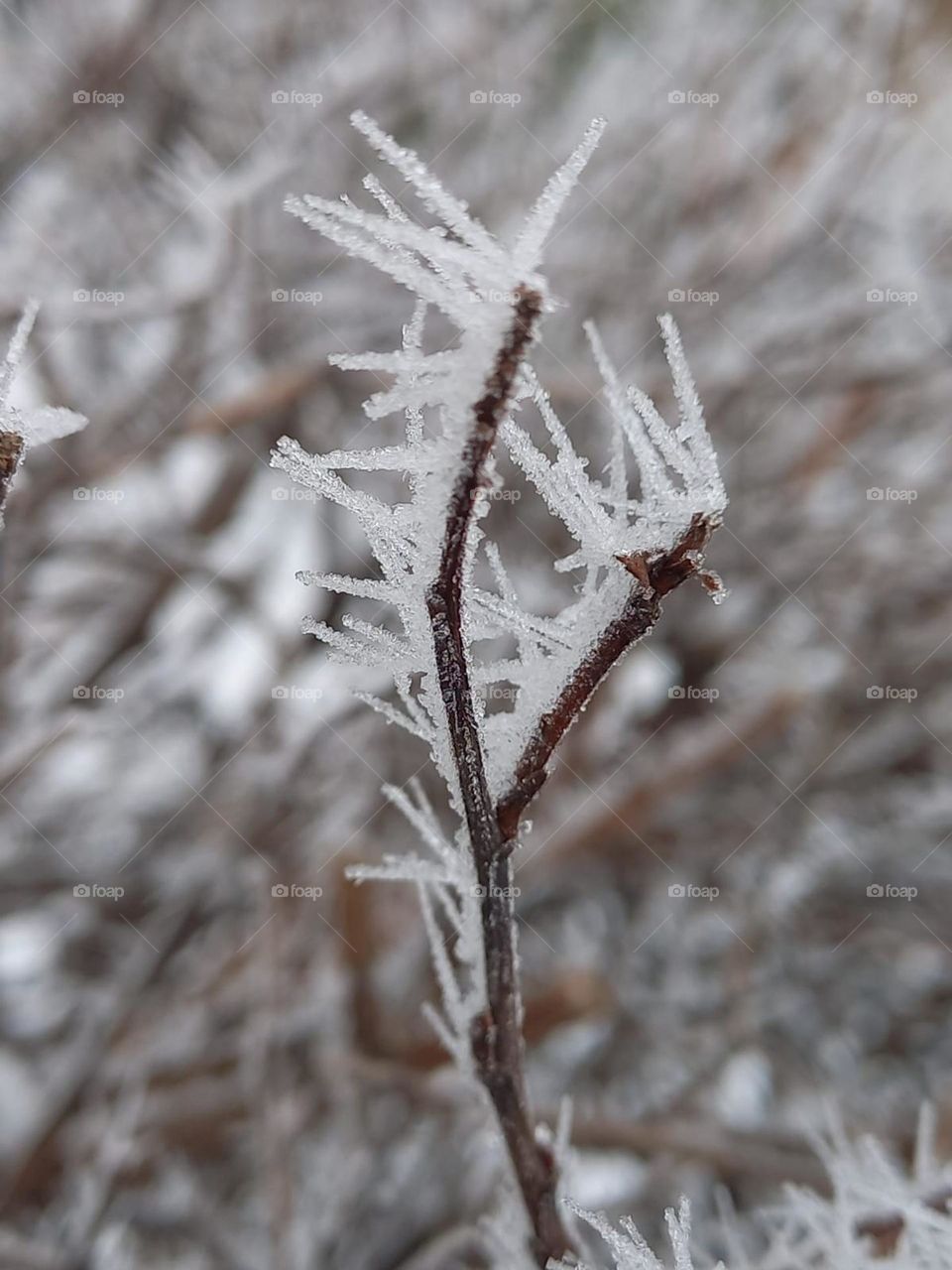 ice branch on a winter day