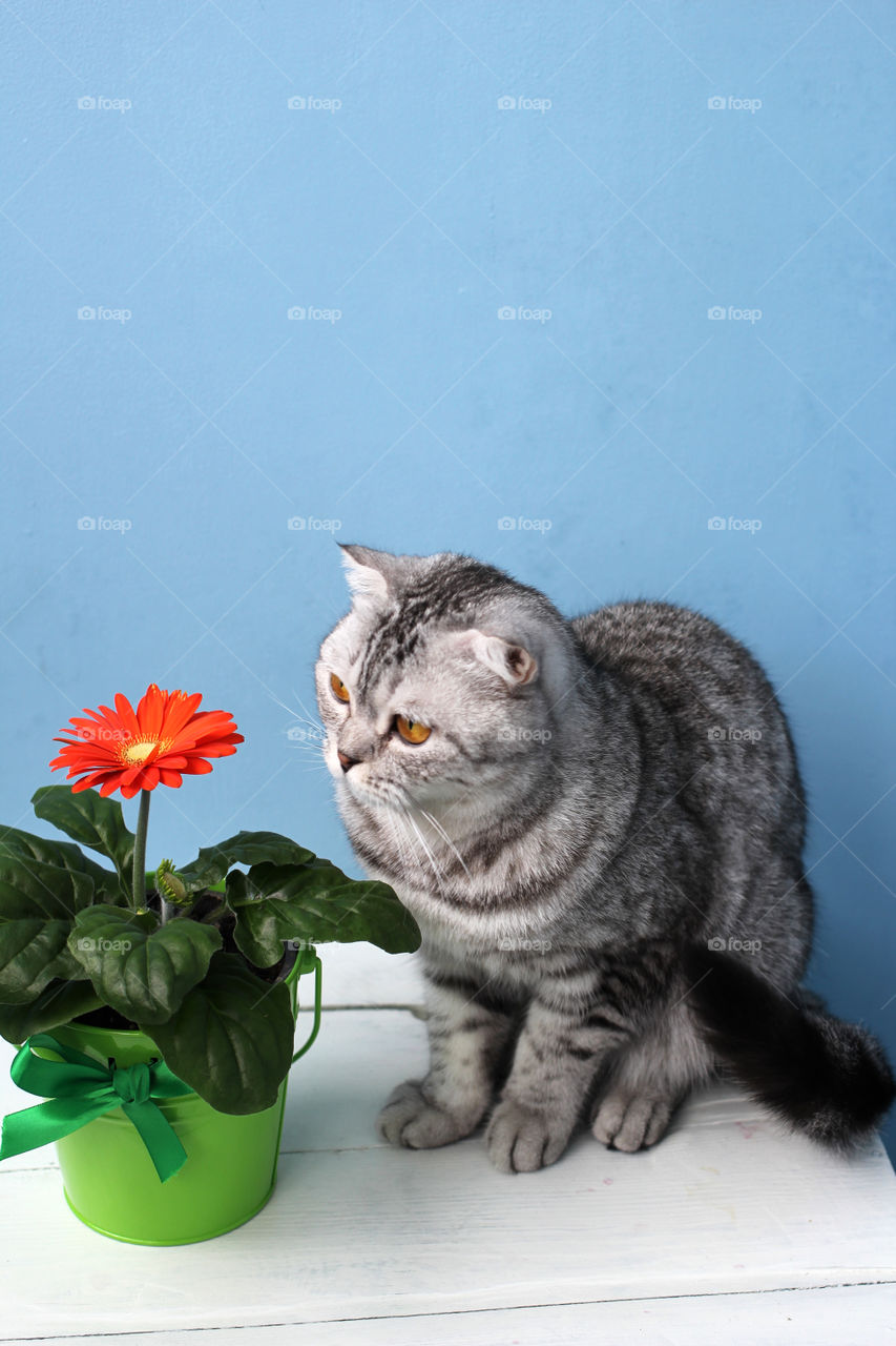 Flower and cat