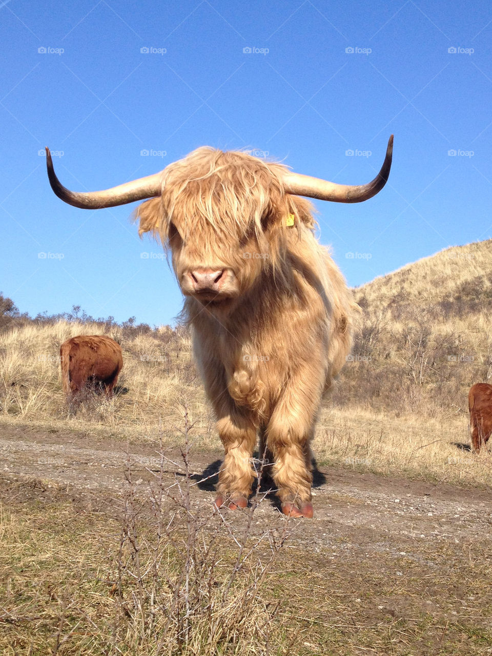 Highlandcow in the Dutch dunes