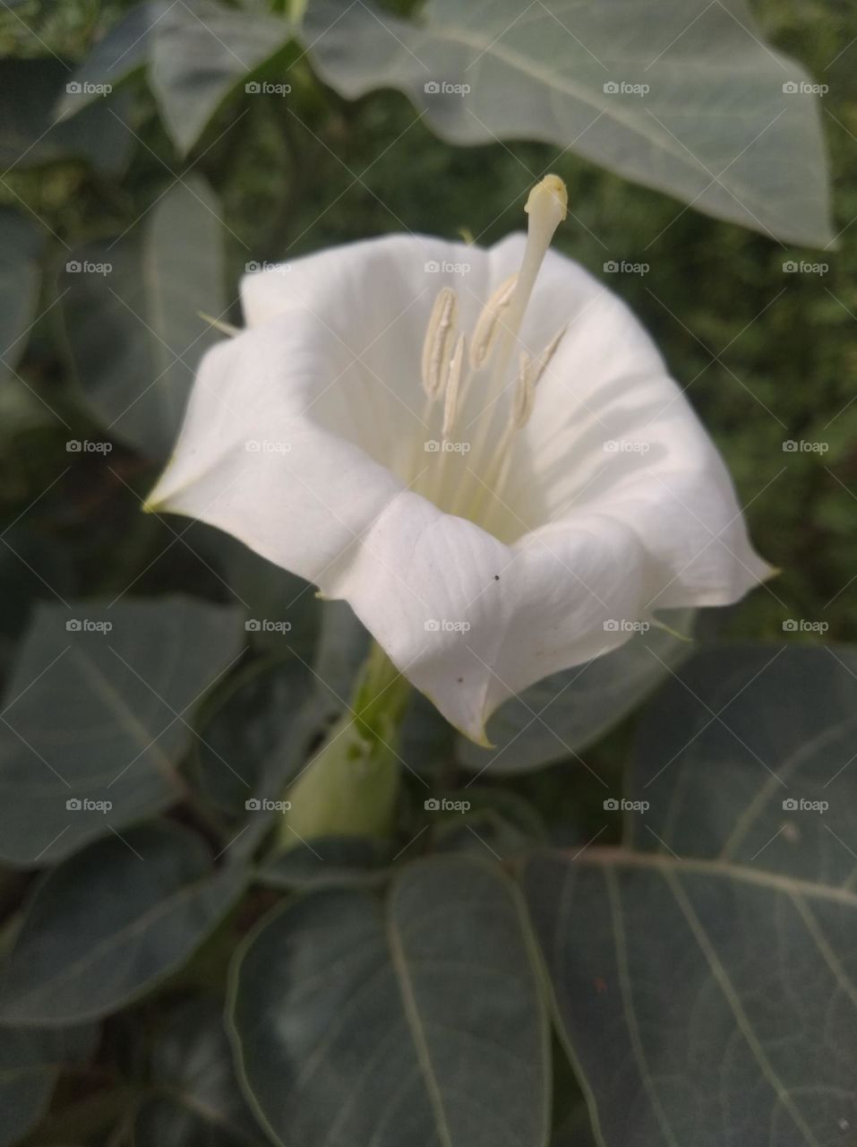 the datura flower seasonal fresh shurb small size looks very beautiful generally found everywhere very poisonous species