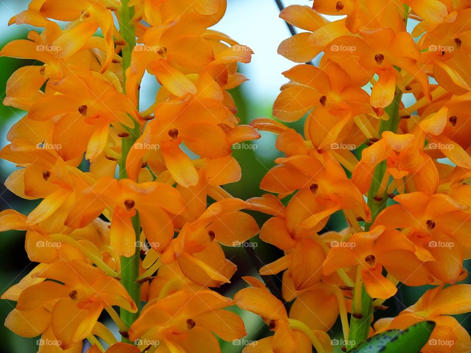 Orange blooms