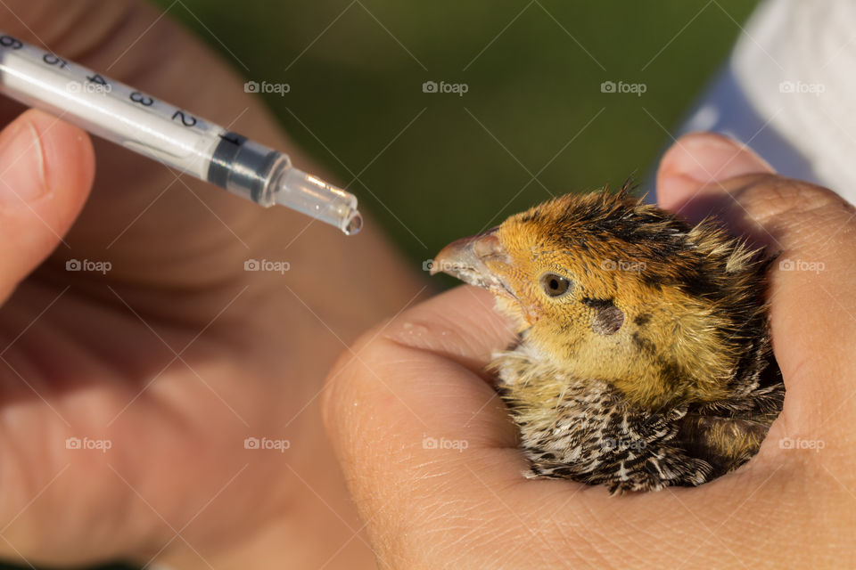 Quail drinking water with syringe