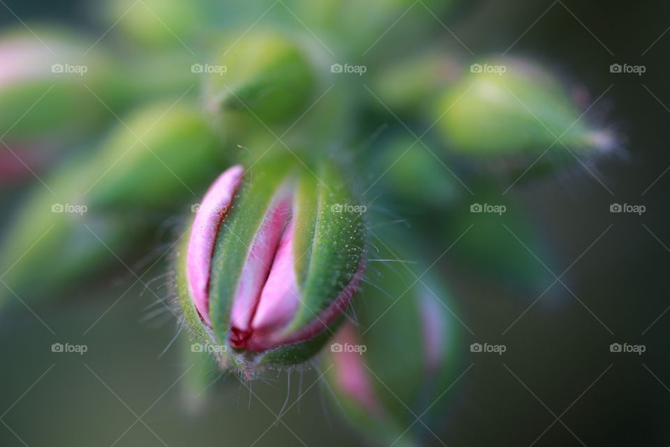 Close-up of a bud