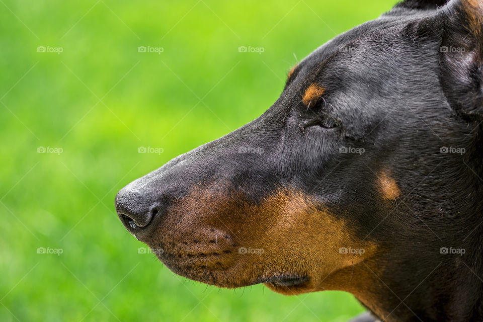 Doberman portrait