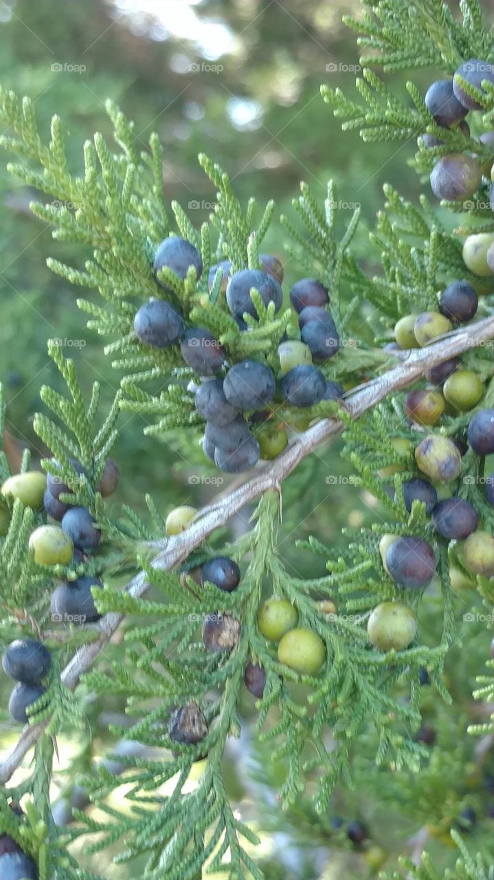 Tree, Branch, No Person, Nature, Evergreen