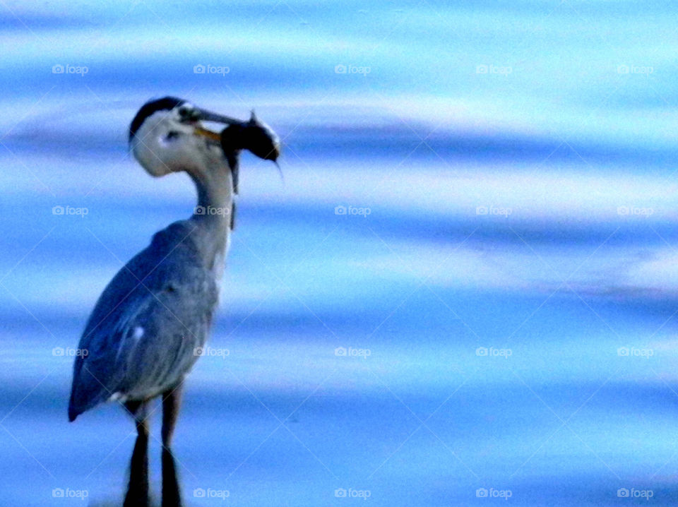 Feeding time. Blue heron at feeding time