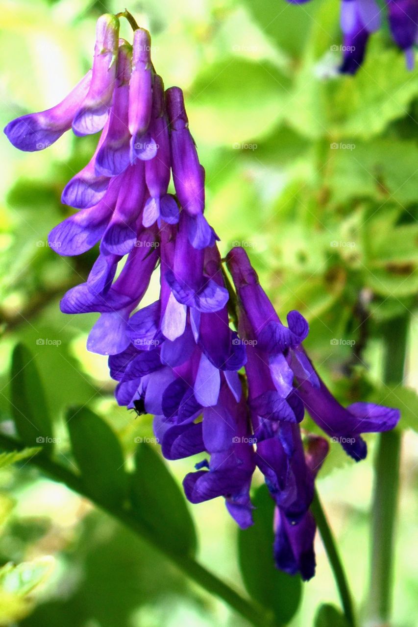 wild flower portrait