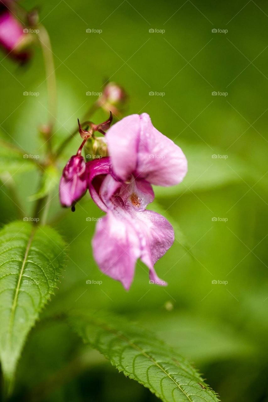 Purple flower blossoming close up in green background nature therapy amazing wildlife beautiful life summertime full on colours wonderful view colorful eye-catching nature scape blossoming Souls beings