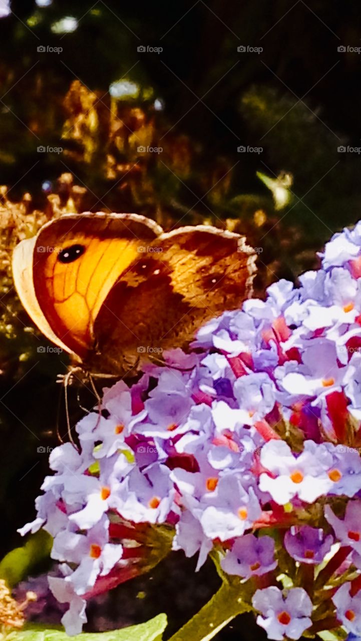 Tiny little butterfly grabbing linch on the go