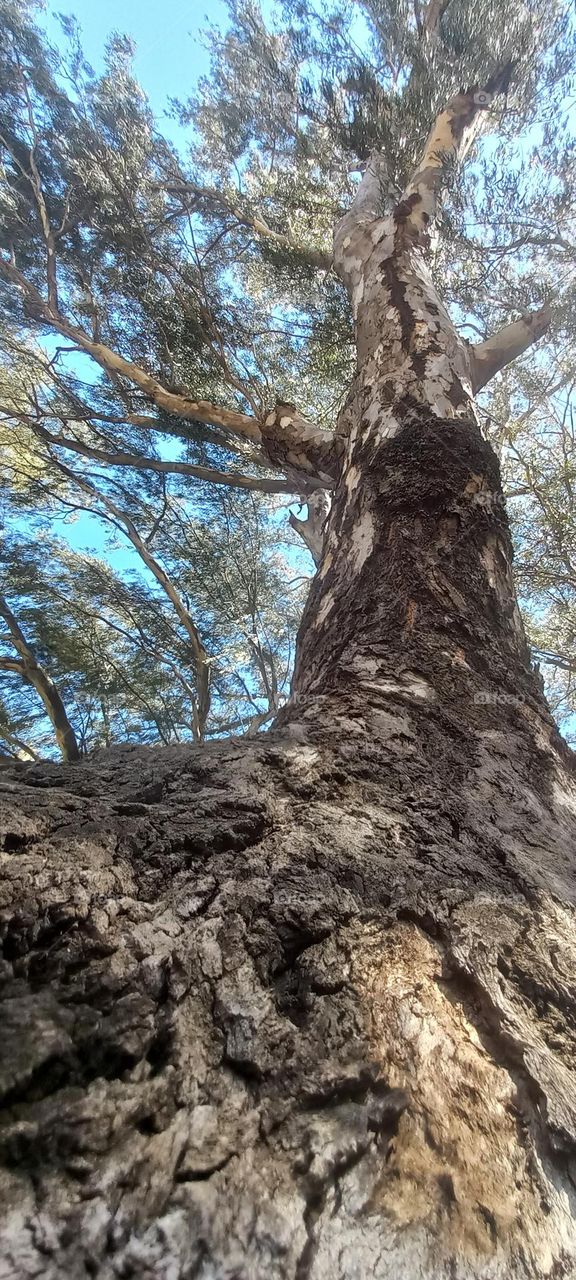 nice angle huge tree