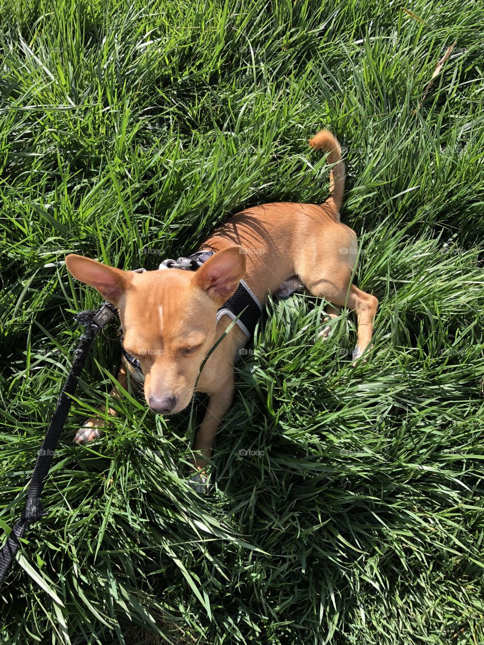 Pup in grass