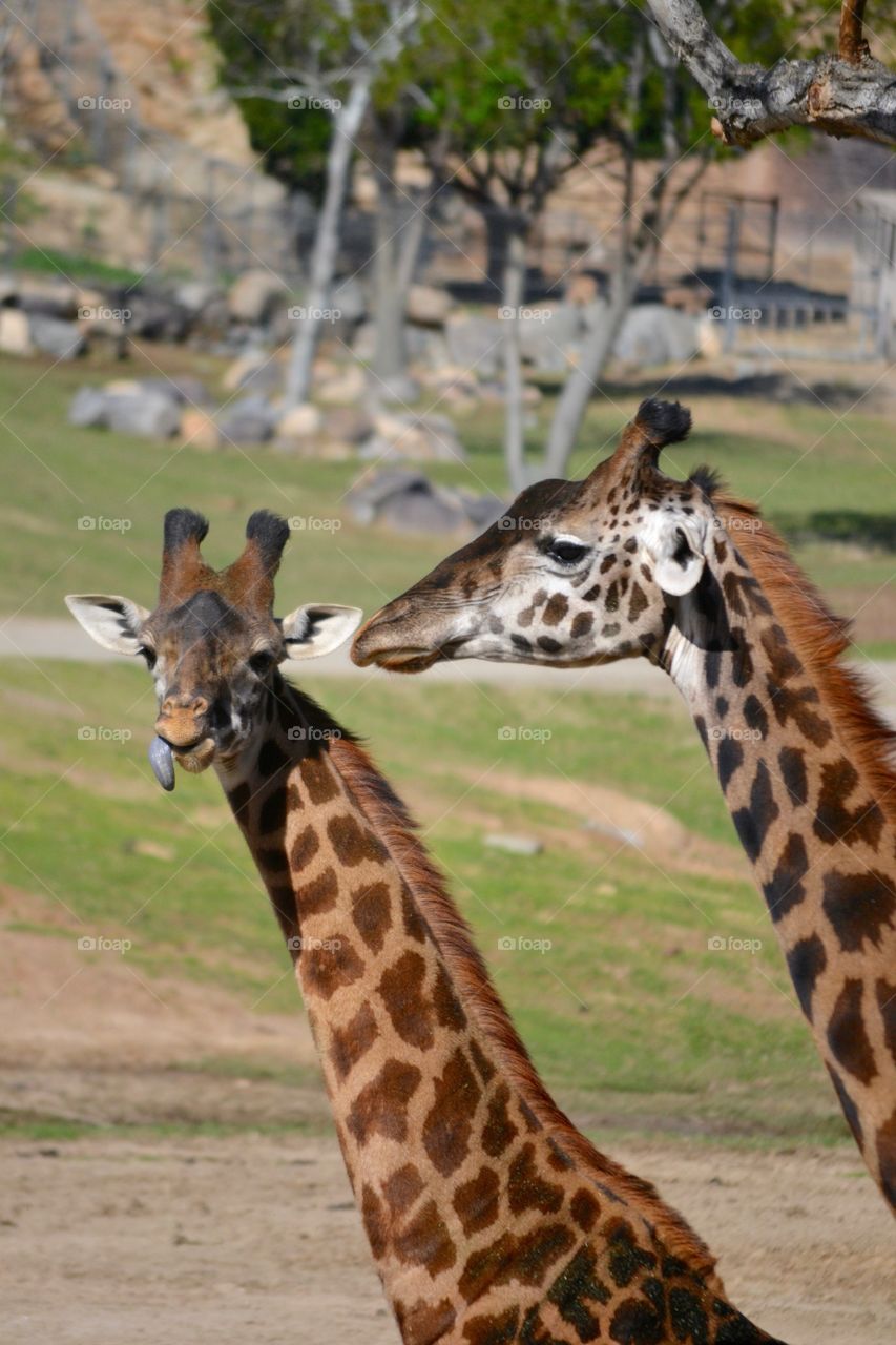 Close-up of two giraffe