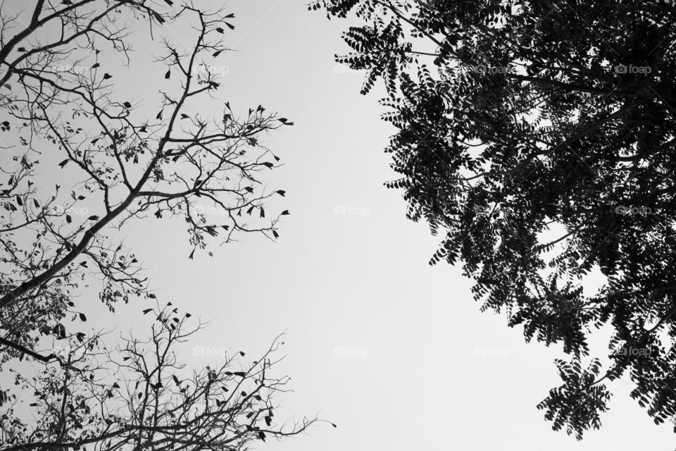Low angle view of tree against the sky in black and white